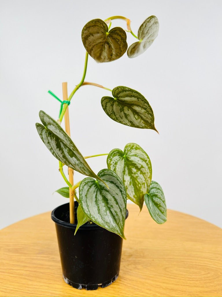 Philodendron Brandtianum | Uprooted