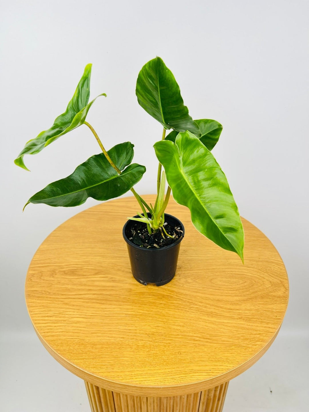 philodendron burle marx soil mix Philodendron Burle Marx | Uprooted