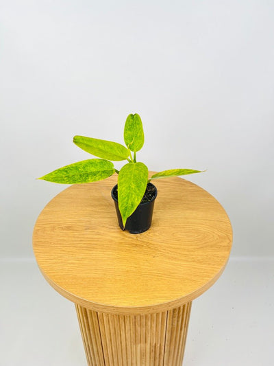 Philodendron Calkins Gold | Uprooted