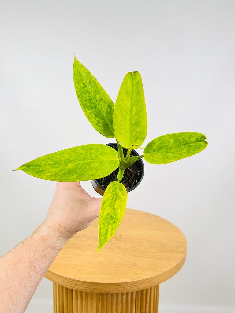 Philodendron Calkins Gold | Uprooted