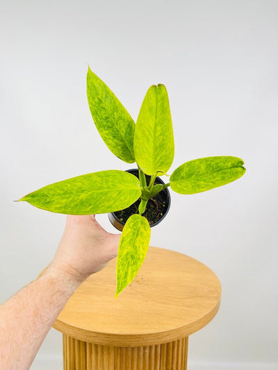 Philodendron Calkins Gold | Uprooted