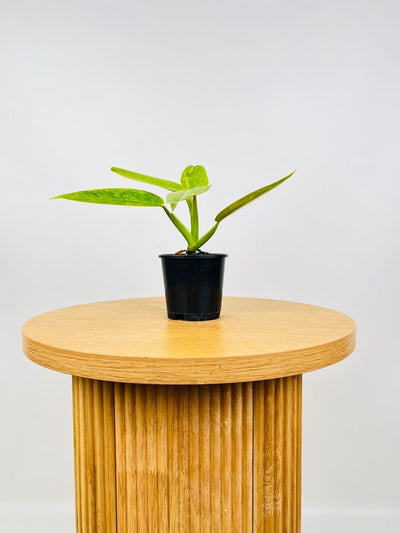 Philodendron Calkins Gold | Uprooted