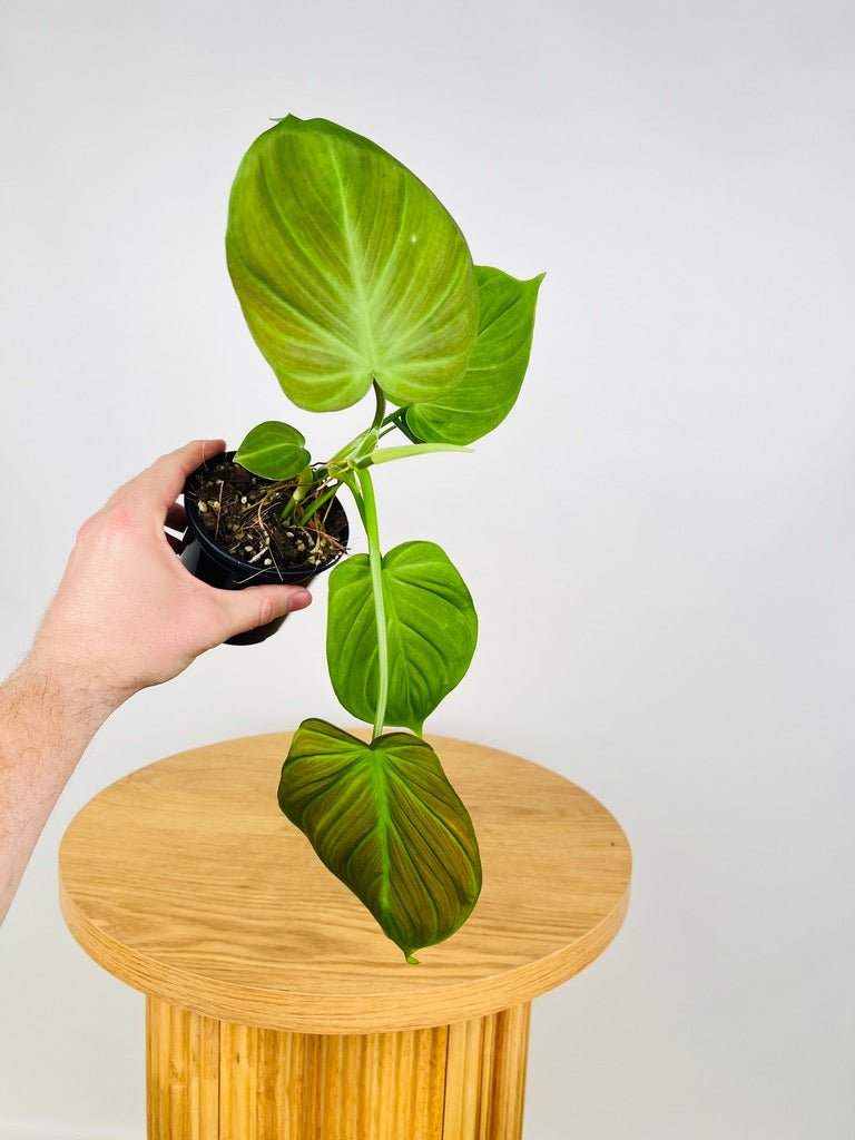 Philodendron Camposportoanum | Uprooted