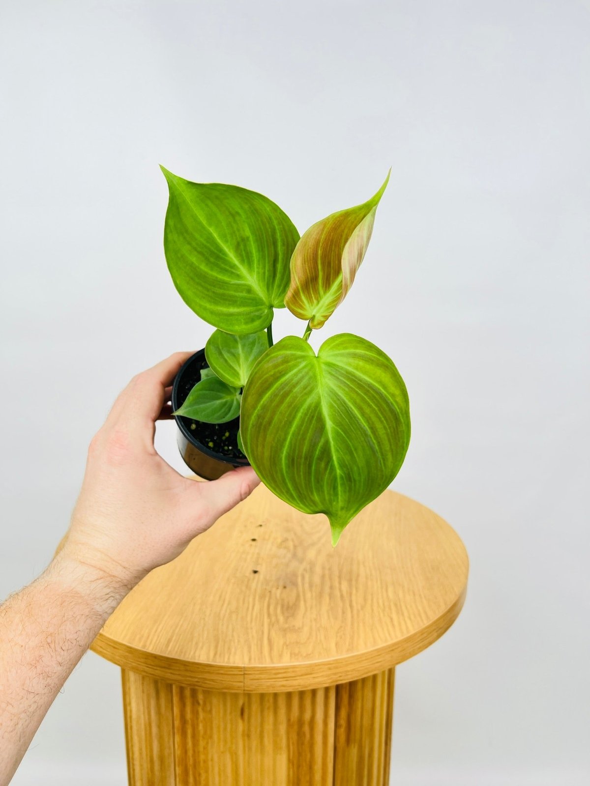 Philodendron Camposportoanum | Uprooted