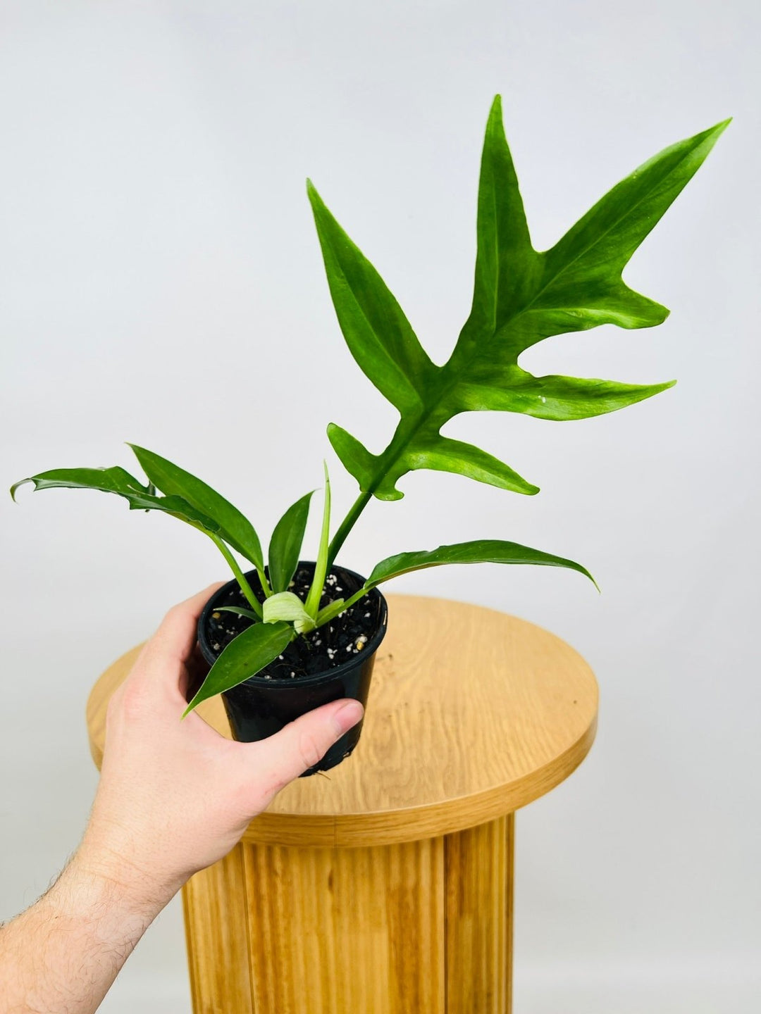 philodendron distantilobum Philodendron Distantilobum | Uprooted