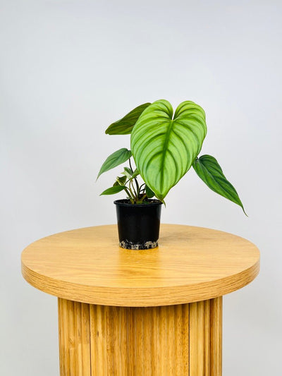 Philodendron El Guapo [Columbian NOID] | Uprooted