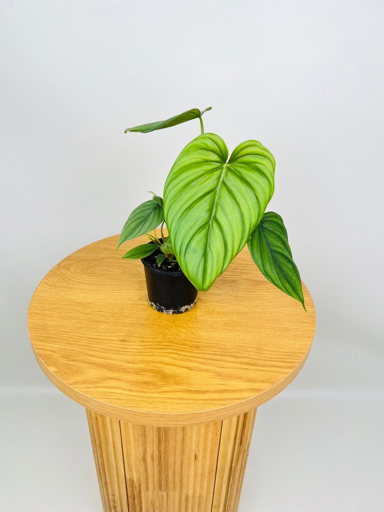 Philodendron El Guapo [Columbian NOID] | Uprooted