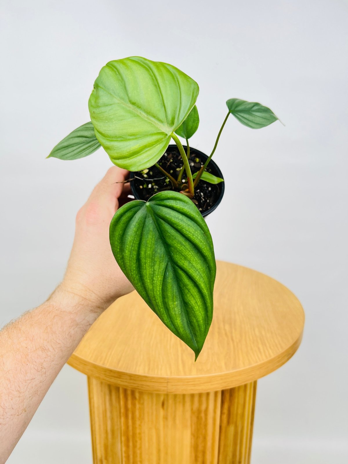 Philodendron El Guapo | Uprooted