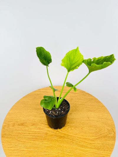 Philodendron Elefantiana | Uprooted