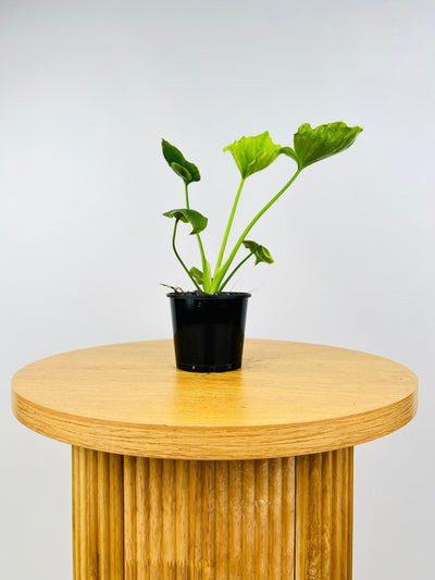 Philodendron Elefantiana | Uprooted