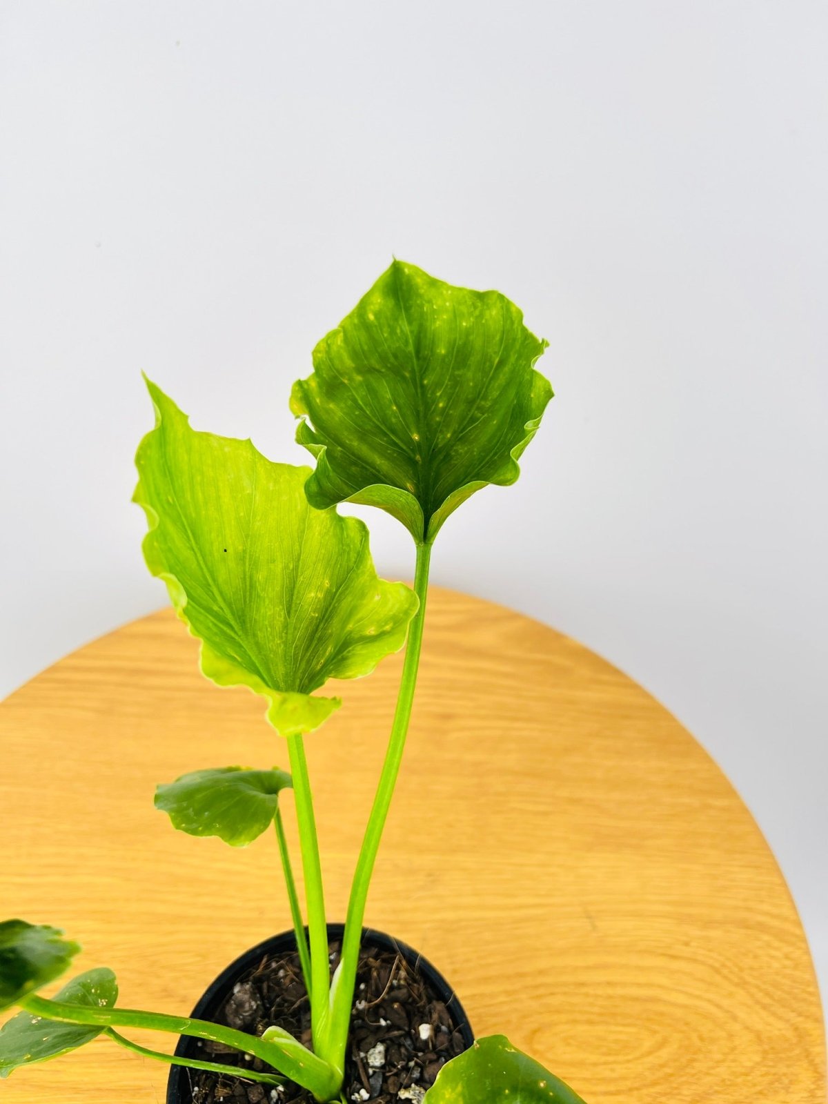 Philodendron Elefantiana | Uprooted