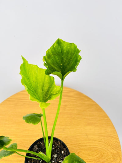 Philodendron Elefantiana | Uprooted