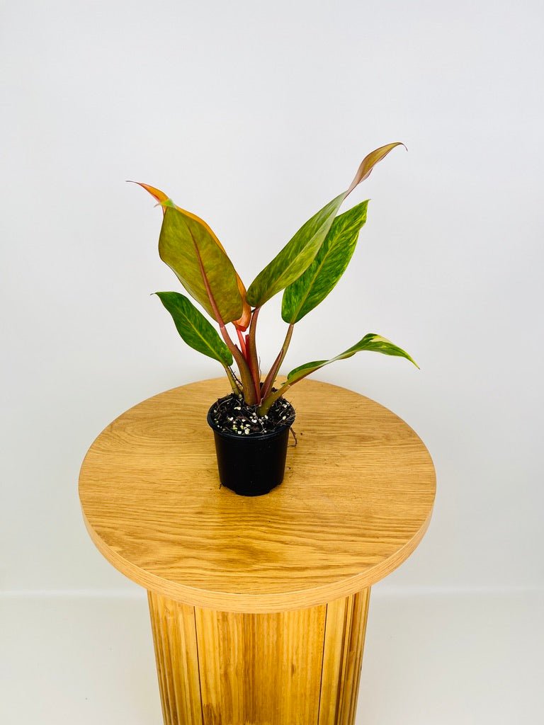 autumn philodendron Philodendron Erubescens - Autumn Queen | Uprooted