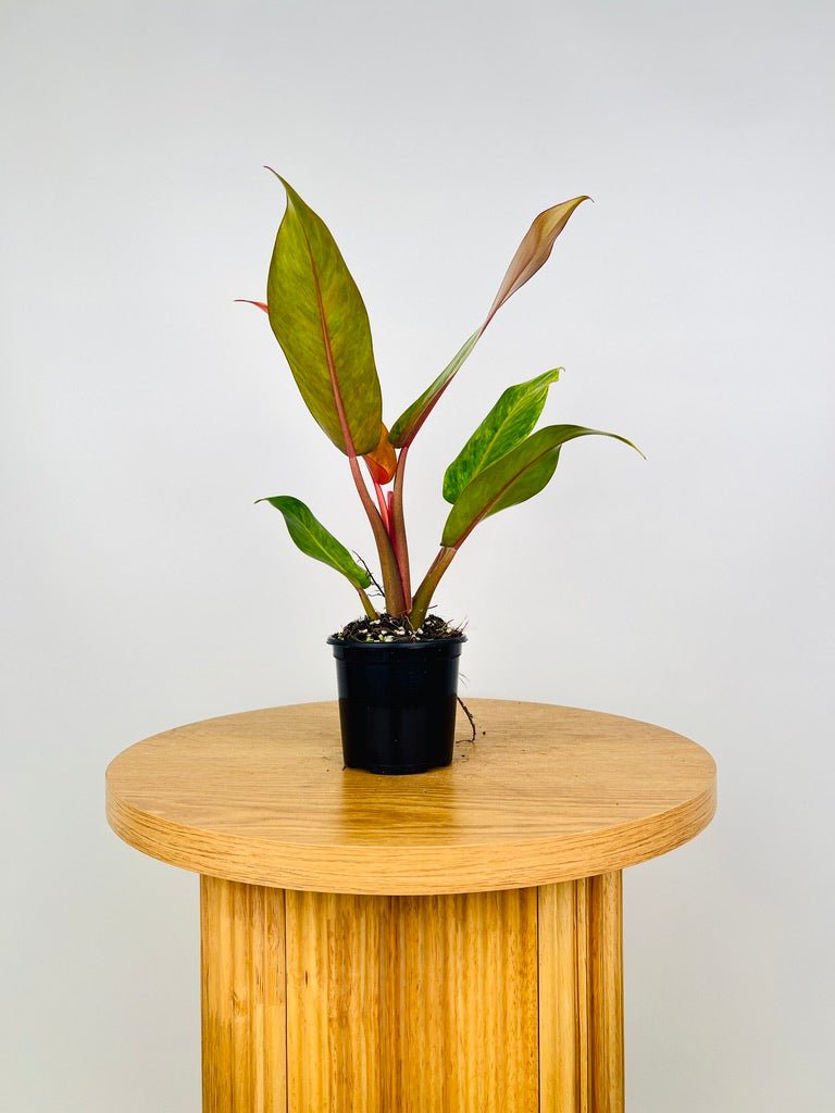 philodendron autumn care Philodendron Erubescens - Autumn Queen | Uprooted