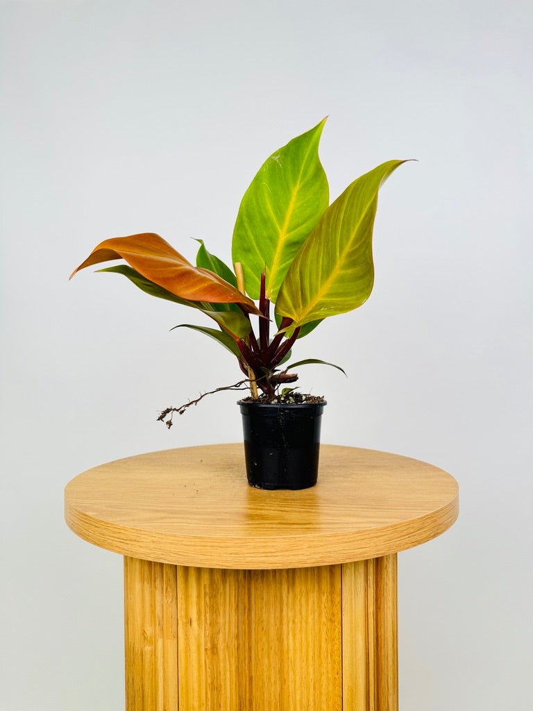 philodendron mccolley's finale care Philodendron Mccolley's Finale | Uprooted