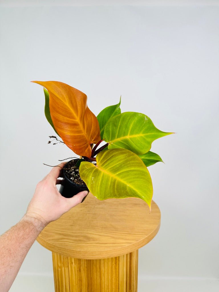 philodendron mccolleys finale Philodendron Mccolley's Finale | Uprooted