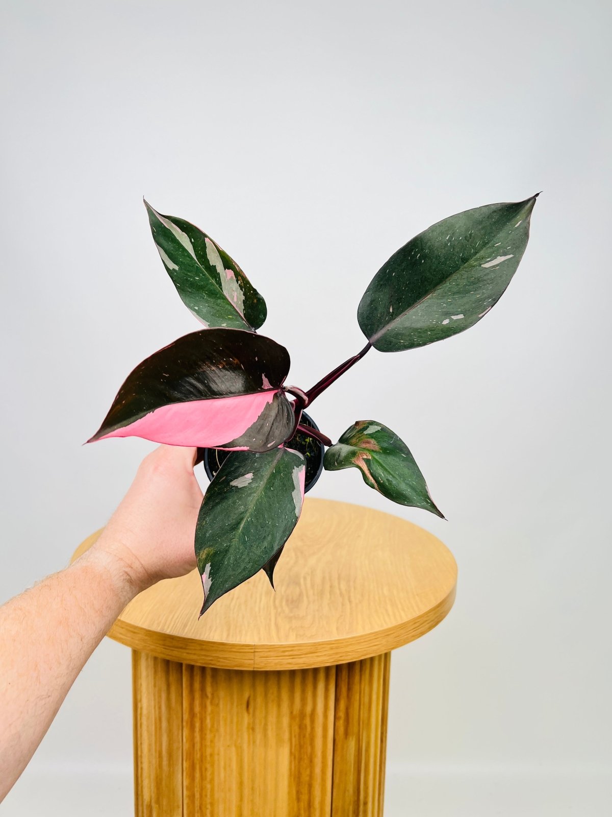 Philodendron Erubescens - Pink Princess | Uprooted