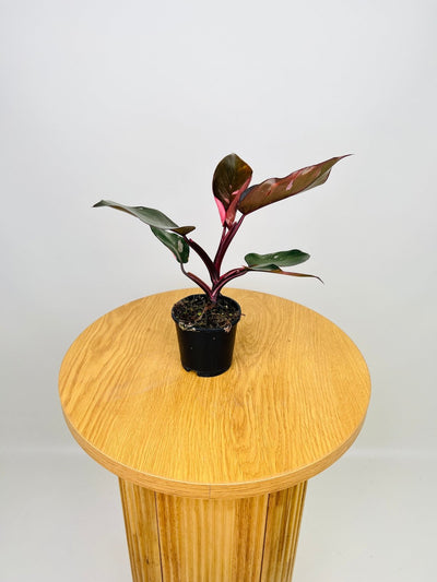 Philodendron Erubescens - Pink Princess | Uprooted