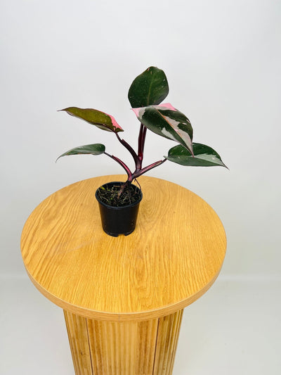 Philodendron Erubescens - Pink Princess | Uprooted