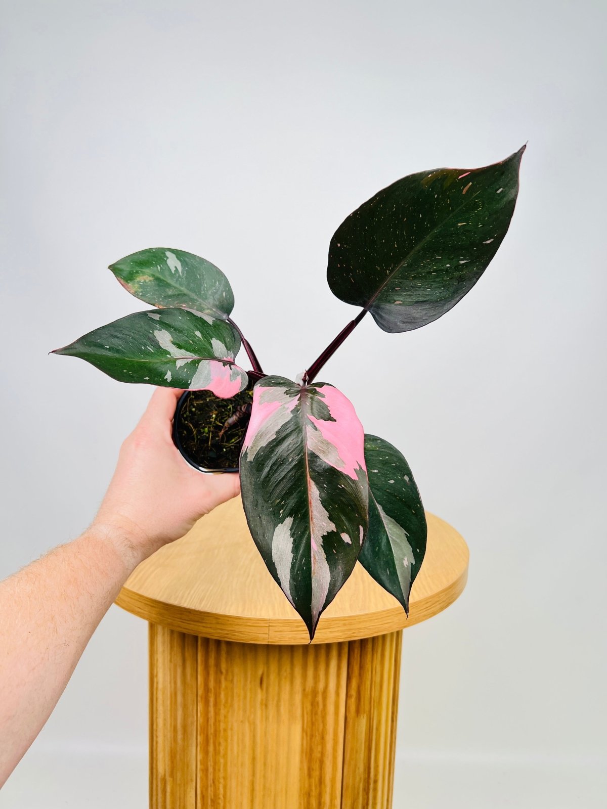 Philodendron Erubescens - Pink Princess | Uprooted