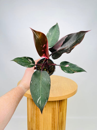 Philodendron Erubescens - Pink Princess | Uprooted