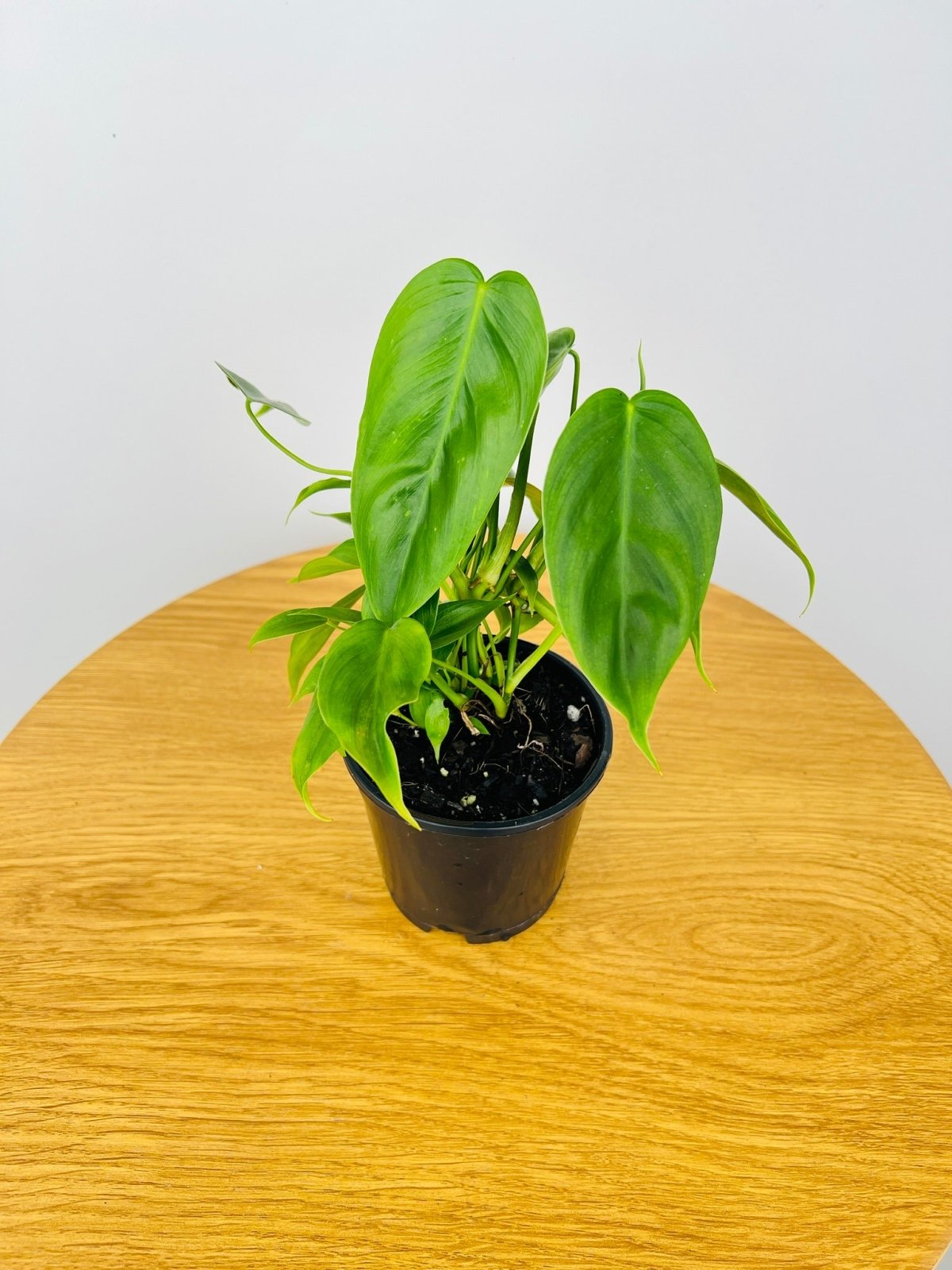 Philodendron Esmeraldense | Uprooted