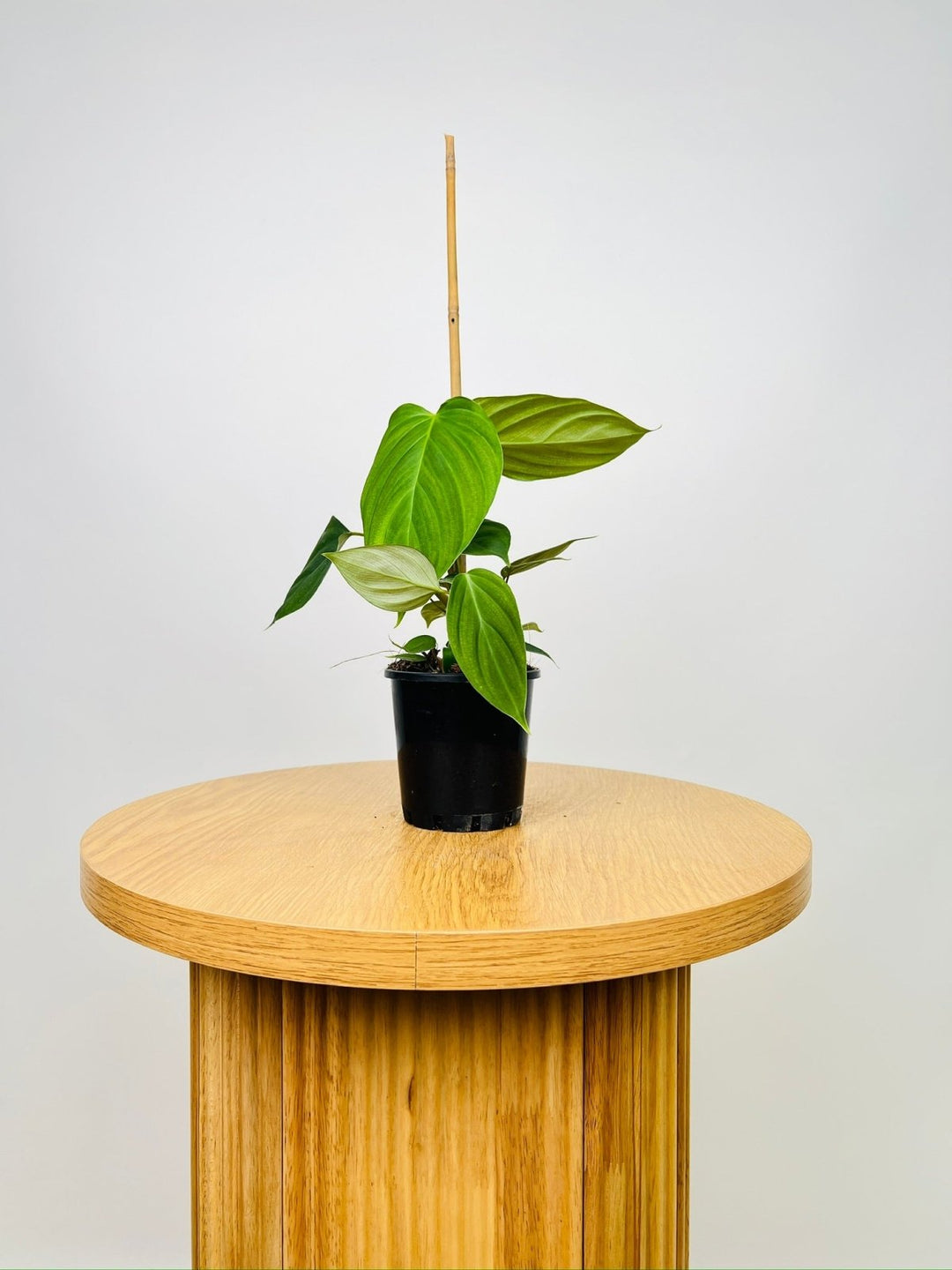 philodendron fuzzy petiole moss pole Philodendron Fuzzy Petiole | Uprooted