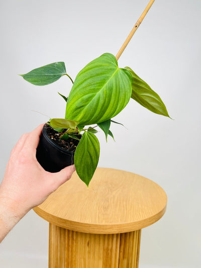 Philodendron Fuzzy Petiole | Uprooted