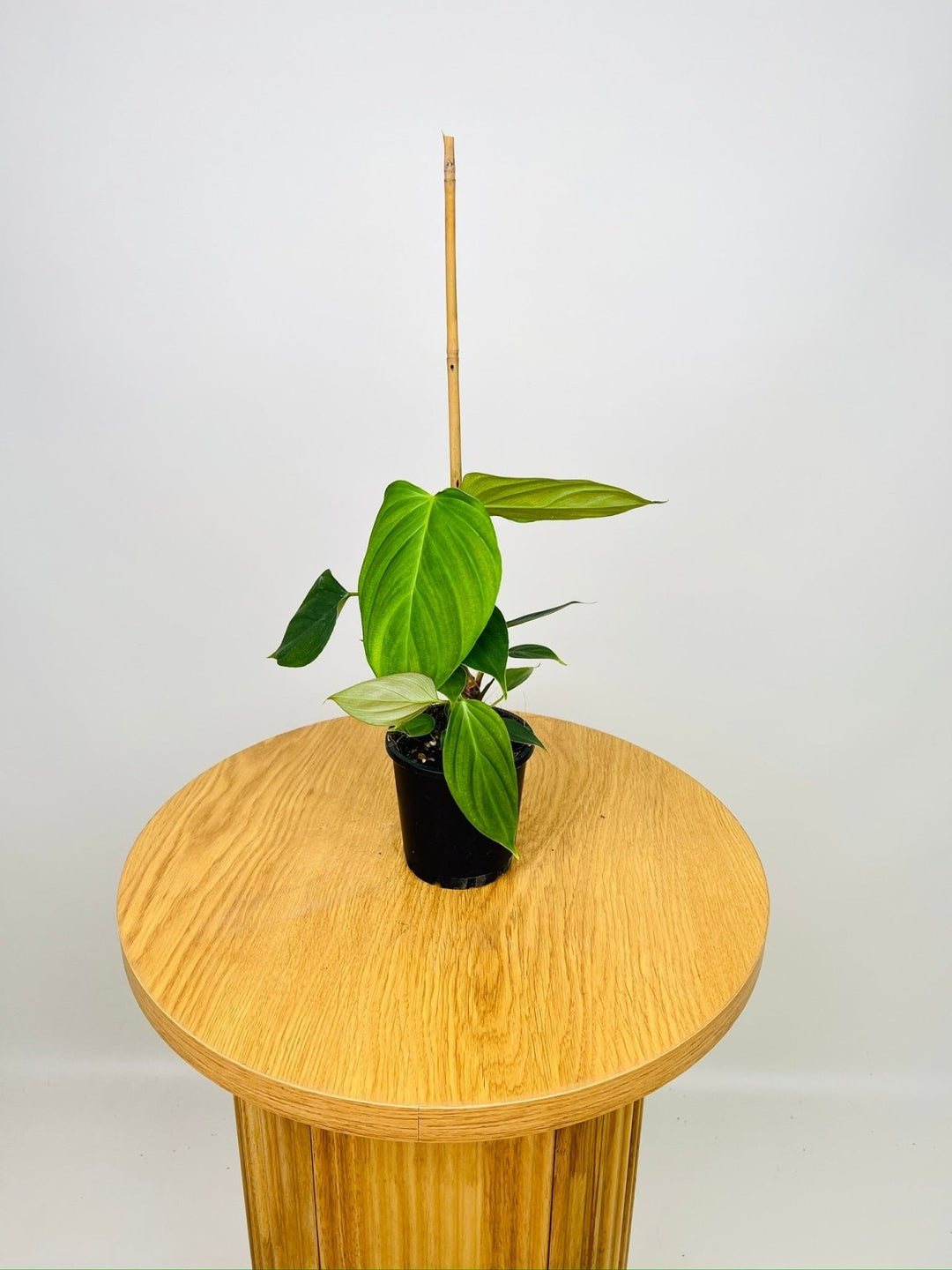 petiole philodendron Philodendron Fuzzy Petiole | Uprooted