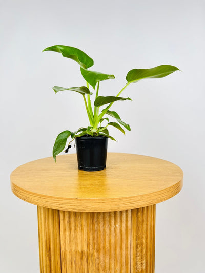 Philodendron Giganteum #1 - NOID | Uprooted