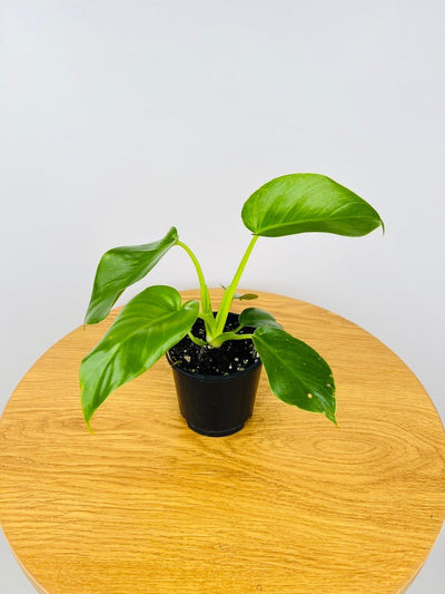 Philodendron Giganteum #1 - NOID | Uprooted