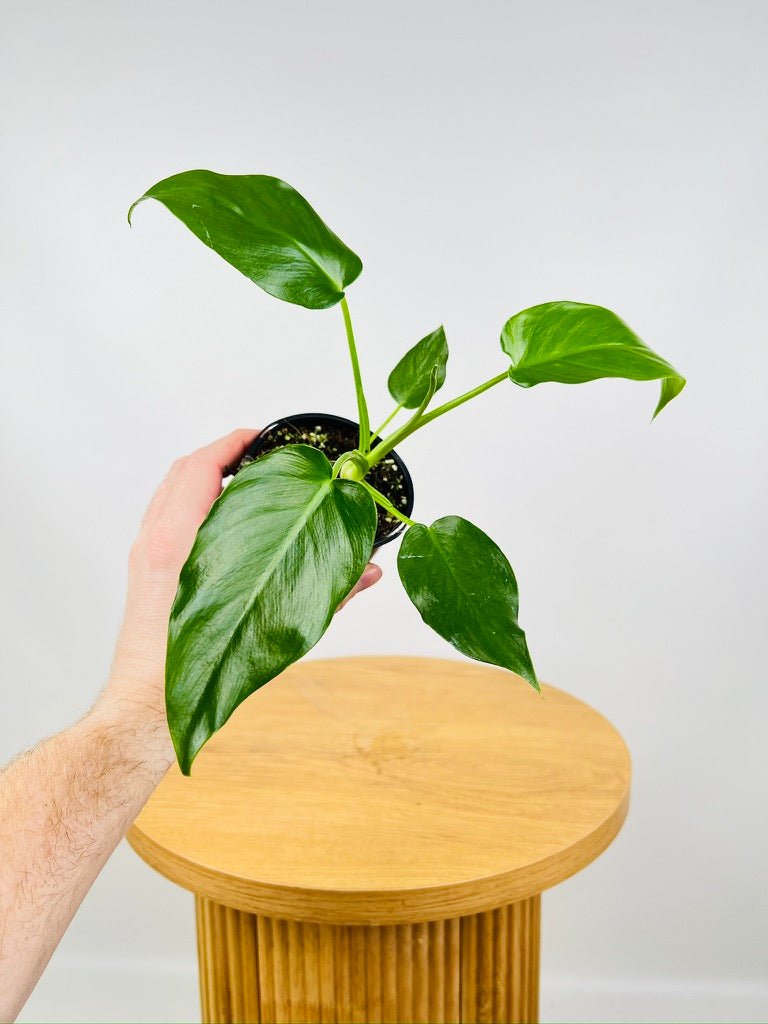 Philodendron Giganteum #1 - NOID | Uprooted