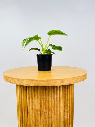 Philodendron Giganteum #1 - NOID | Uprooted