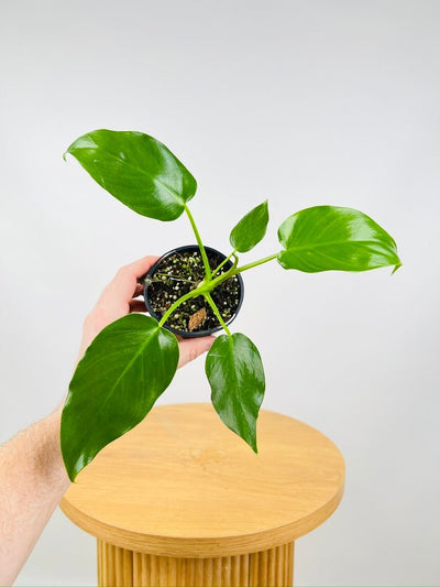 Philodendron Giganteum #1 - NOID | Uprooted