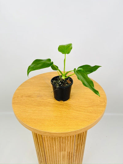 Philodendron Giganteum #1 - NOID | Uprooted