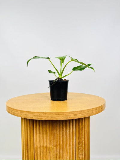 Philodendron Giganteum #1 - NOID | Uprooted