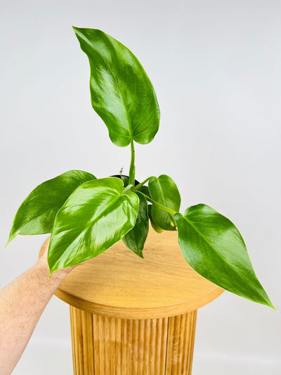 Philodendron Giganteum #1 - NOID | Uprooted