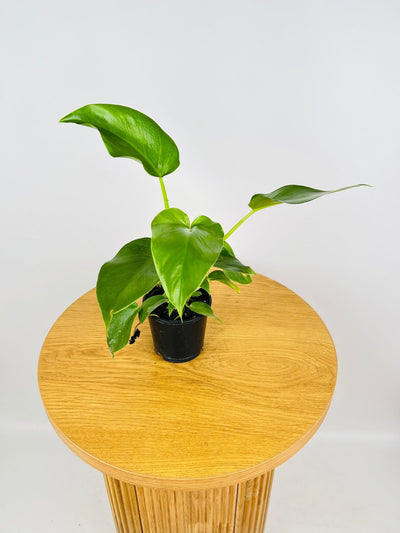 Philodendron Giganteum #1 - NOID | Uprooted