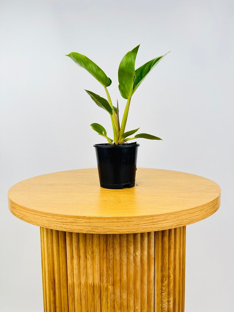 Philodendron Giganteum #2 | Uprooted