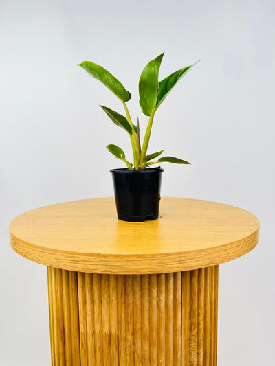 Philodendron Giganteum #2 | Uprooted