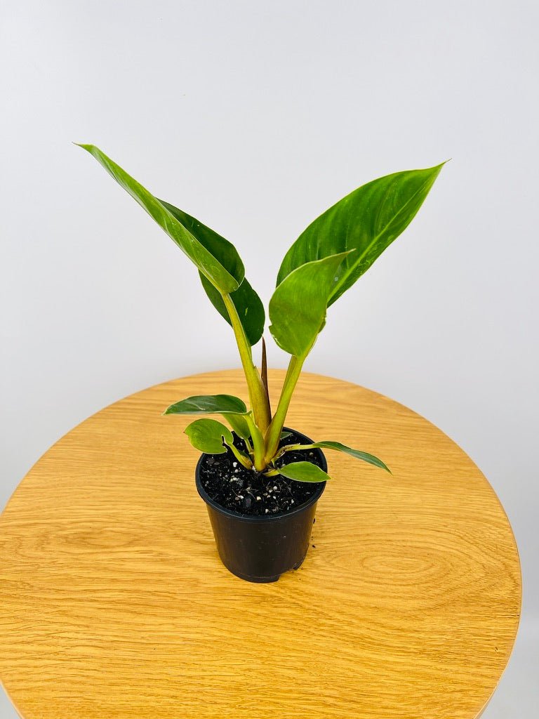 Philodendron Giganteum #2 | Uprooted