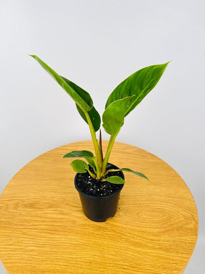 Philodendron Giganteum #2 | Uprooted