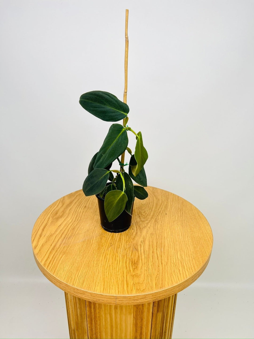 philodendron gigas australia Philodendron Gigas | Uprooted