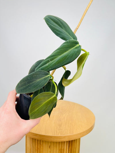 Philodendron Gigas | Uprooted