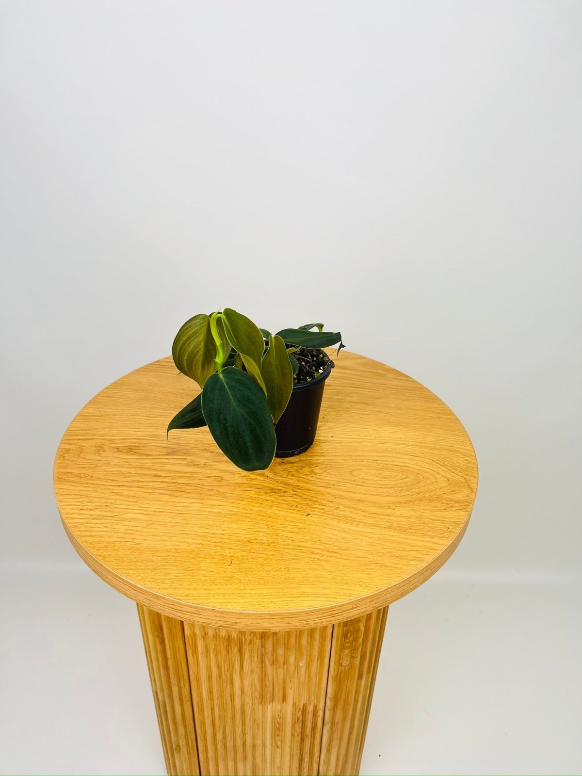 Philodendron Gigas | Uprooted