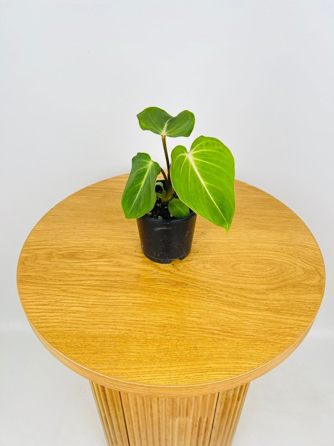 philodendron gloriosum for sale australia Philodendron Gloriosum | Uprooted