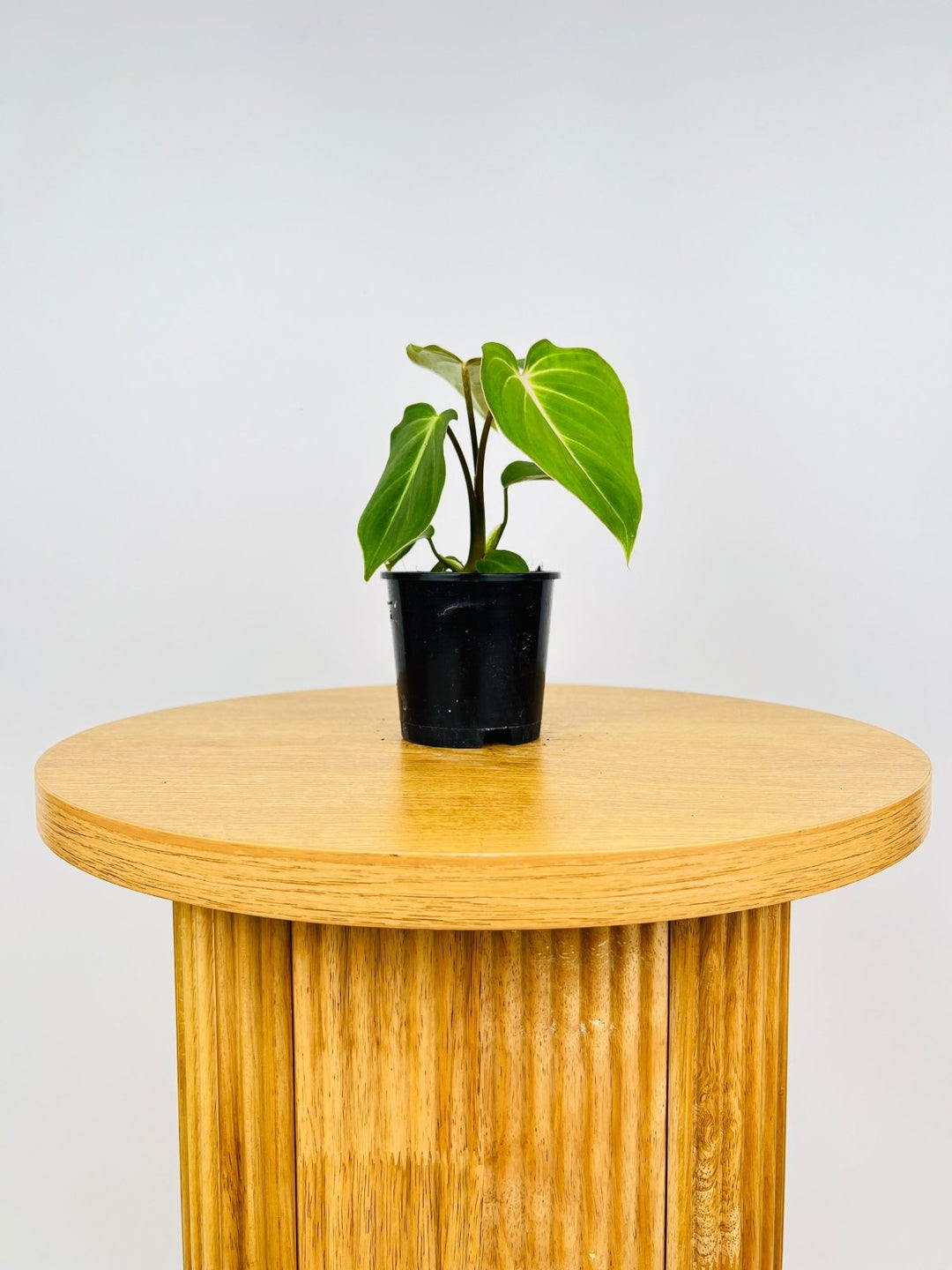 philodendron gloriosum for sale australia Philodendron Gloriosum | Uprooted