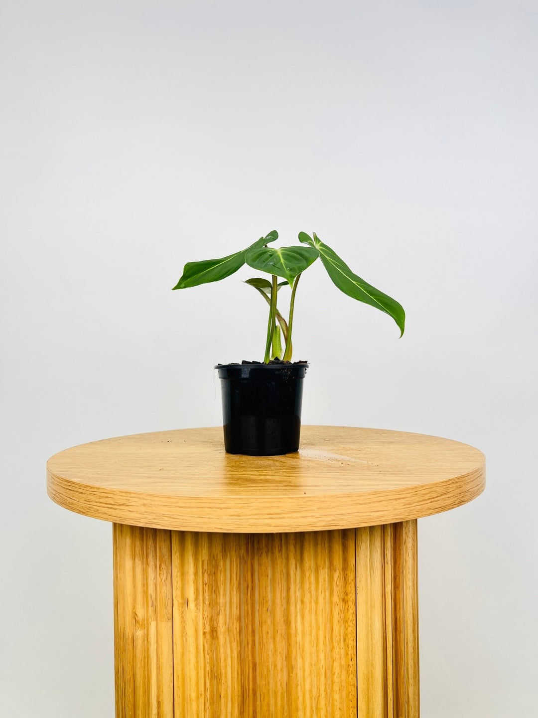 philodendron gloriosum for sale australia Philodendron Gloriosum | Uprooted