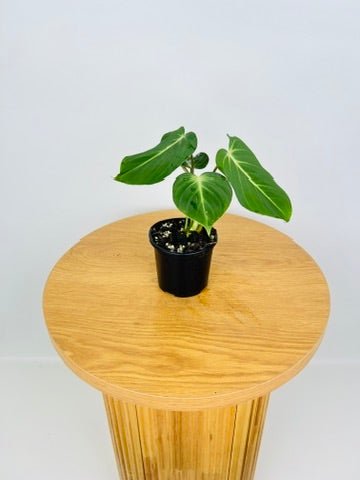 buy philodendron online europe Philodendron Gloriosum | Uprooted