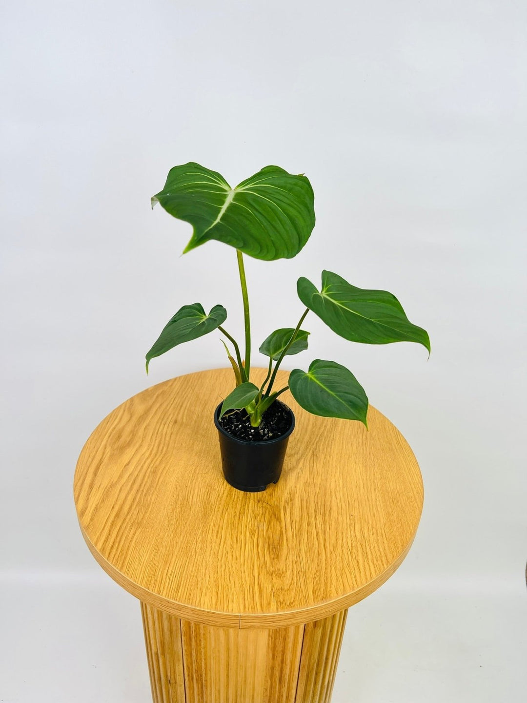 buy philodendron online europe Philodendron Gloriosum | Uprooted
